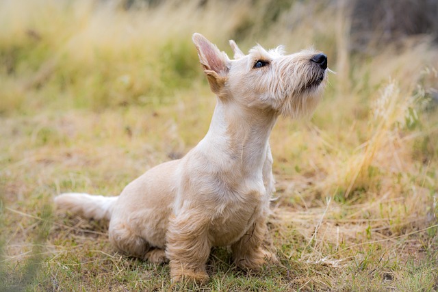 A small dog being offered a single, small piece of cooked asparagus by its owner.