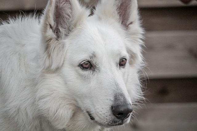 Illustration showing a split image of a German Shepherd and a Golden Retriever, with arrows indicating potential combined traits. (alsatian mix)