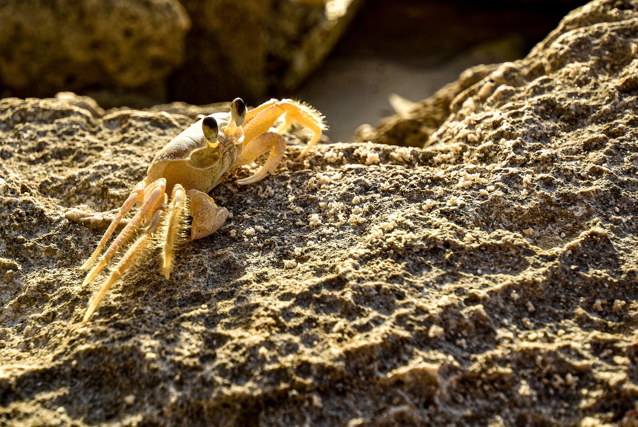 Vampire Crabs in 2026: Your Ultimate Paludarium Guide