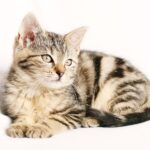 various cat pokemon