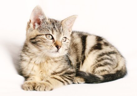 various cat pokemon