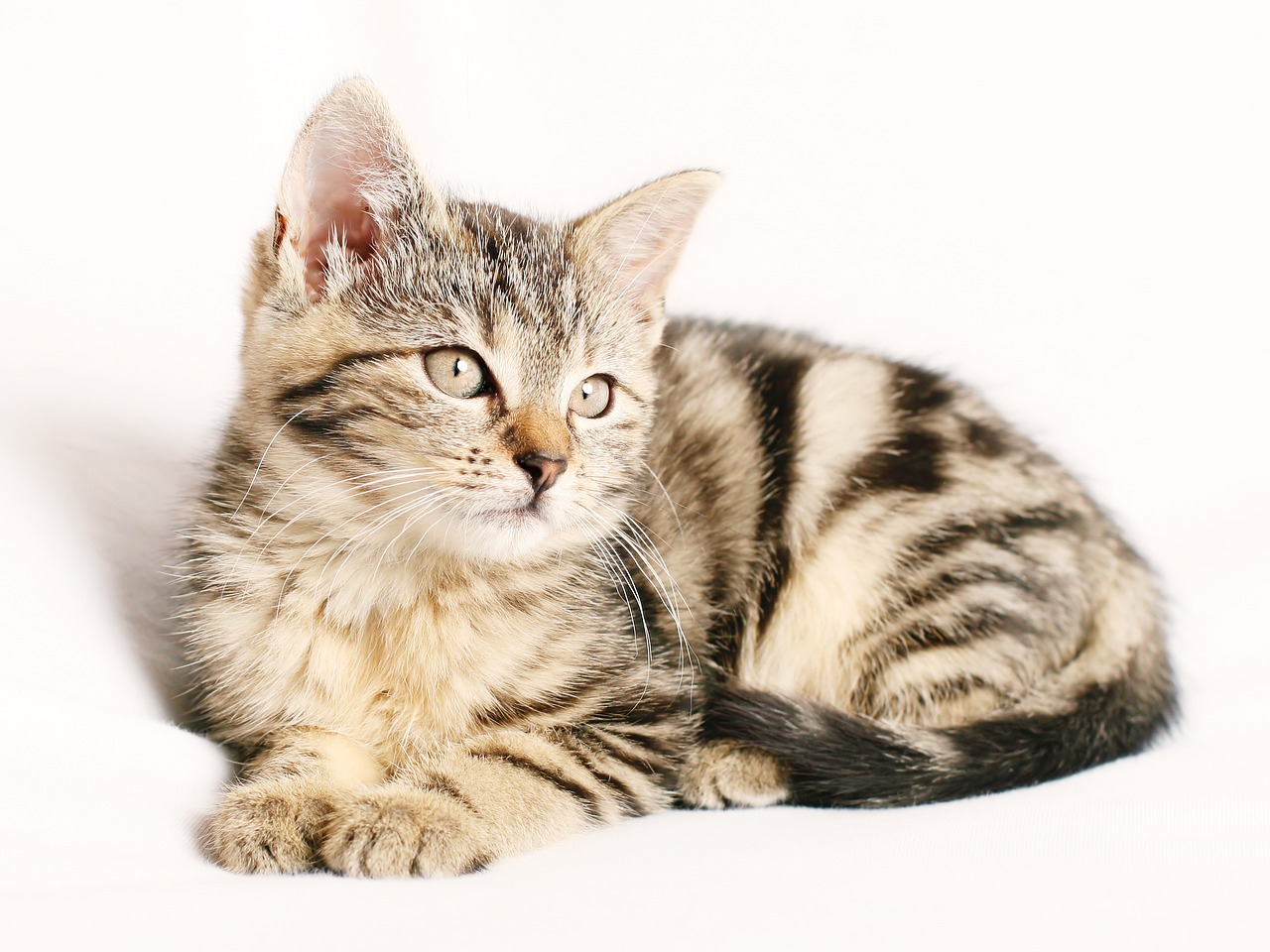 Cat Pokémon: Your Guide to Feline Fighters in 2026