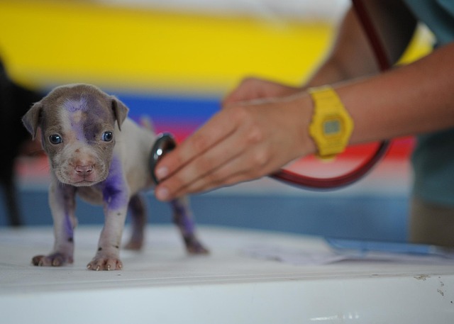A veterinarian examining a dog on an examination table, discussing nutrition