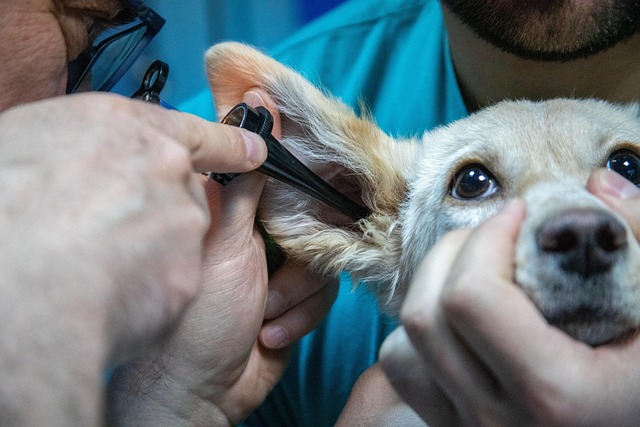 A veterinarian examining a dog, symbolizing the need for professional help in cases of poisoning.