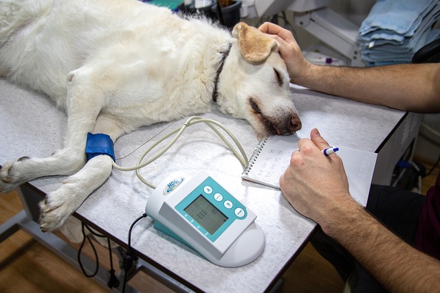 A veterinarian examining a dog's mouth