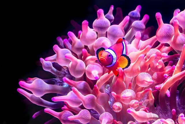 A vibrant aquarium with various colorful fish and aquatic plants