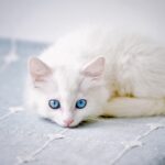 white cat blue eyes