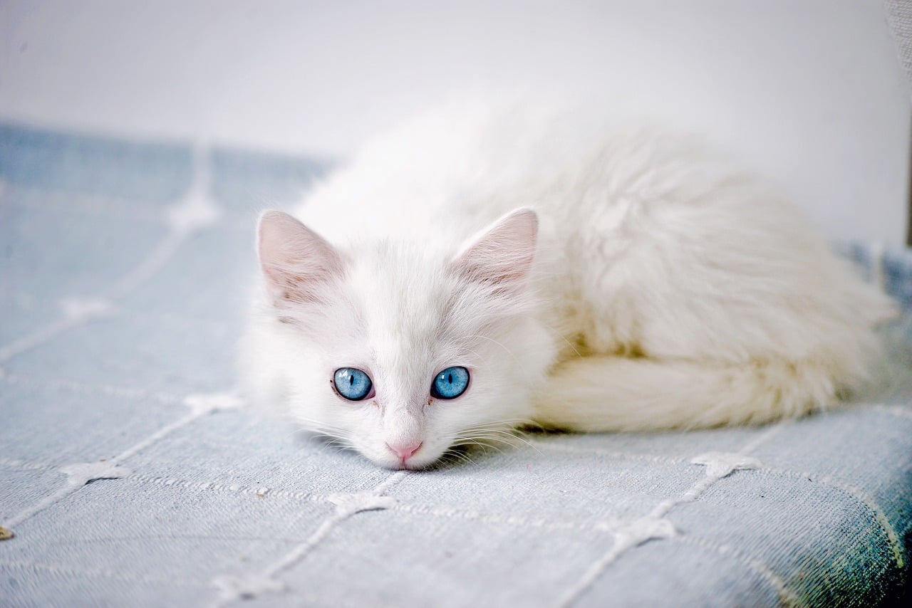 Albino Cats: The Rare Felines with Striking Blue Eyes