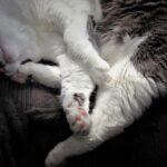 white maine coon cat