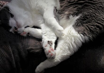 white maine coon cat