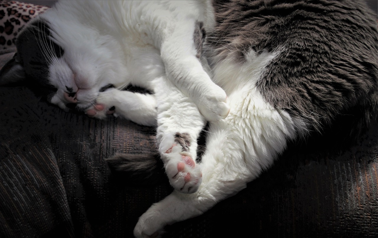 White Maine Coon Cats: Beyond the Snow-White Coat