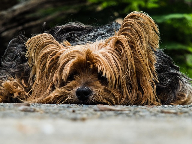 A Yorkshire Terrier being brushed by its owner