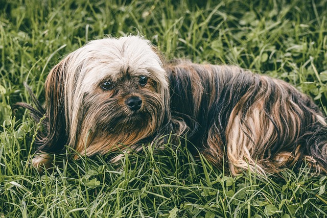 Yorkshire Terrier with a long, flowing coat and top knot