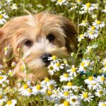 adult havanese dog playing