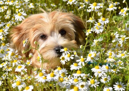 adult havanese dog playing