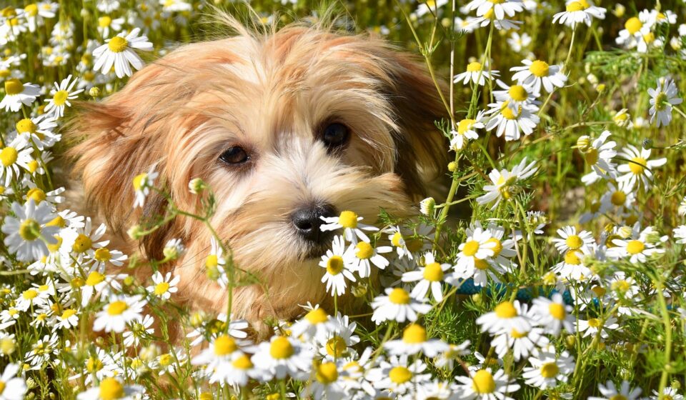 adult havanese dog playing