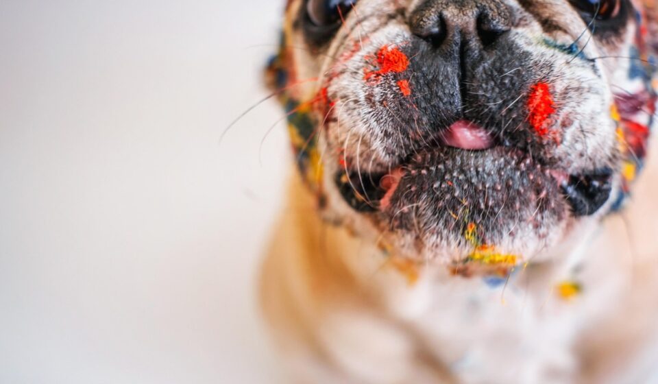 american bulldog family