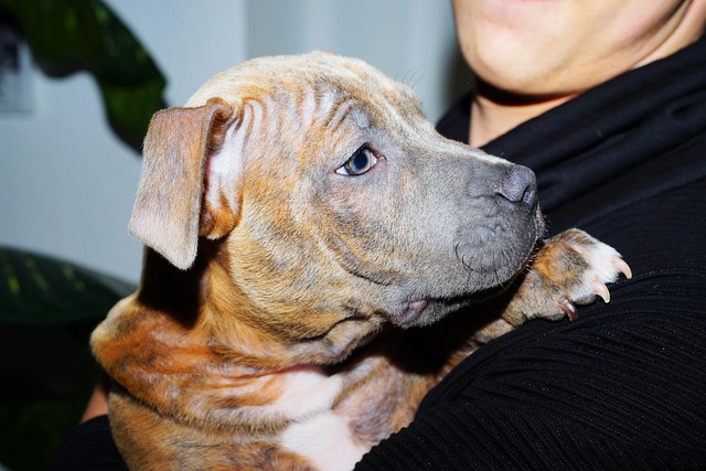 American Bulldog puppy sitting in a large, comfortable dog bed with toys