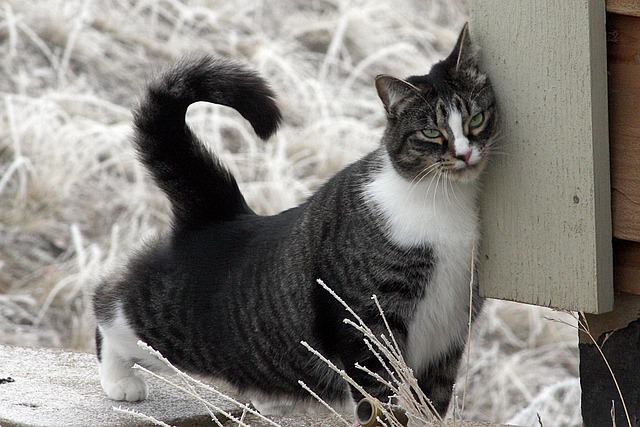 An American Shorthair cat playing with a feather wand.