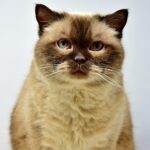 american shorthair cat