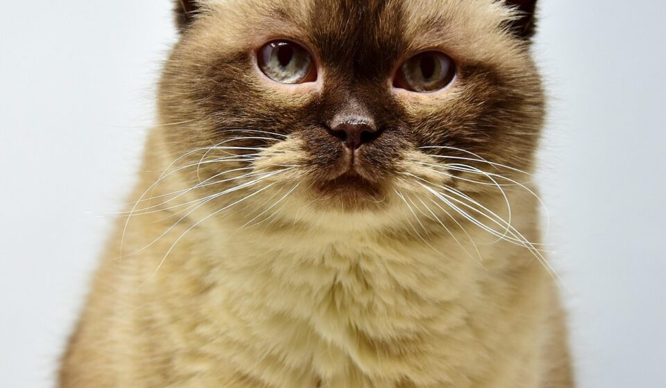 american shorthair cat