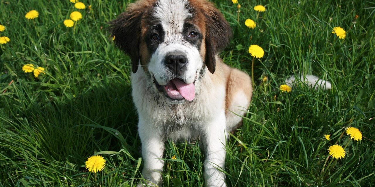 st bernard dog resting