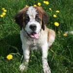 st bernard dog resting