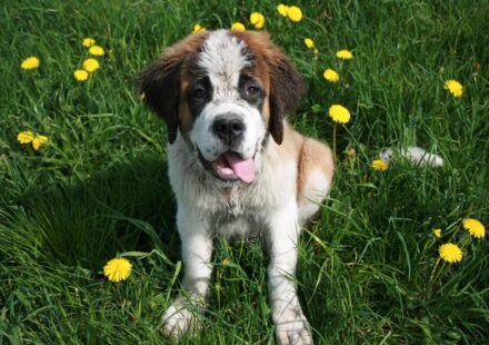 st bernard dog resting