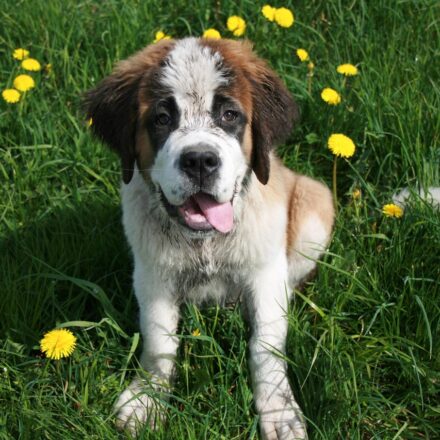 st bernard dog resting