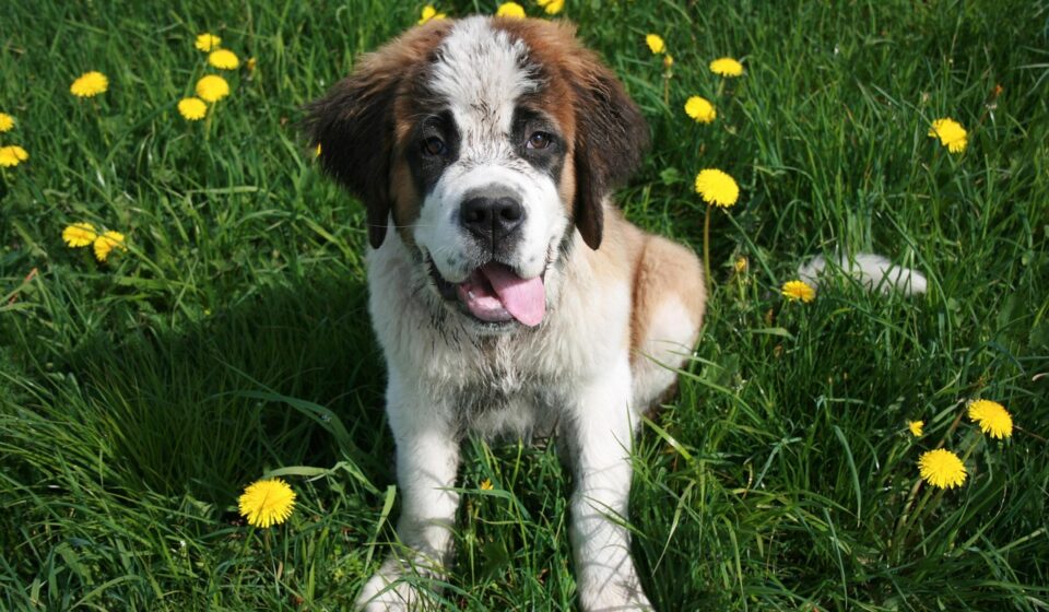 st bernard dog resting