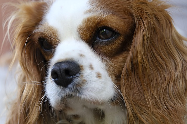 A calm Cavalier King Charles Spaniel resting on an apartment floor (dog breeds for apartments)