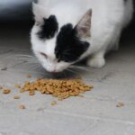 cat eating olive
