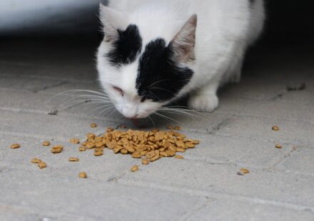 cat eating olive