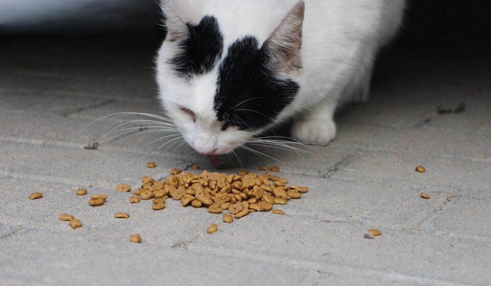 cat eating olive