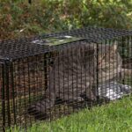 cat litter odor control