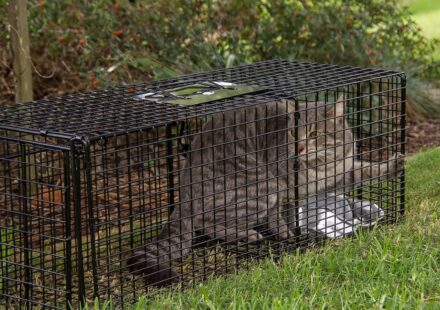 cat litter odor control