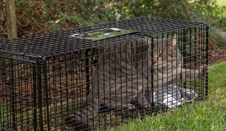 cat litter odor control