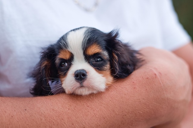 A Cavalier King Charles Spaniel puppy resting on a soft blanket, looking alert. (cavalier king charles spaniel for sale)