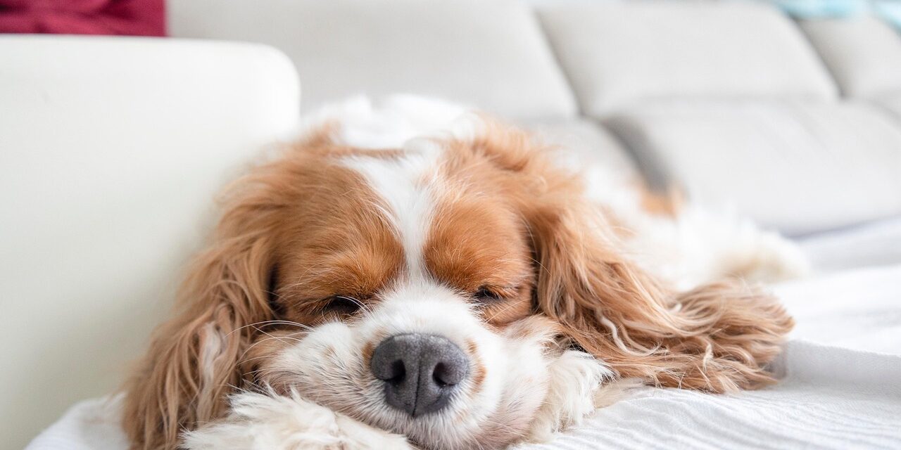 Cavalier King Charles Spaniel puppy