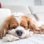Cavalier King Charles Spaniel puppy