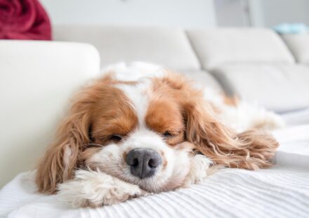 Cavalier King Charles Spaniel puppy