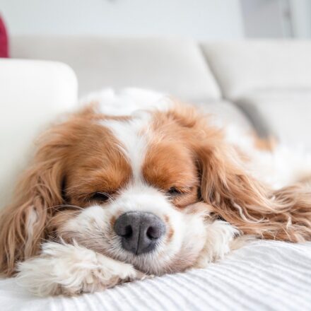 Cavalier King Charles Spaniel puppy