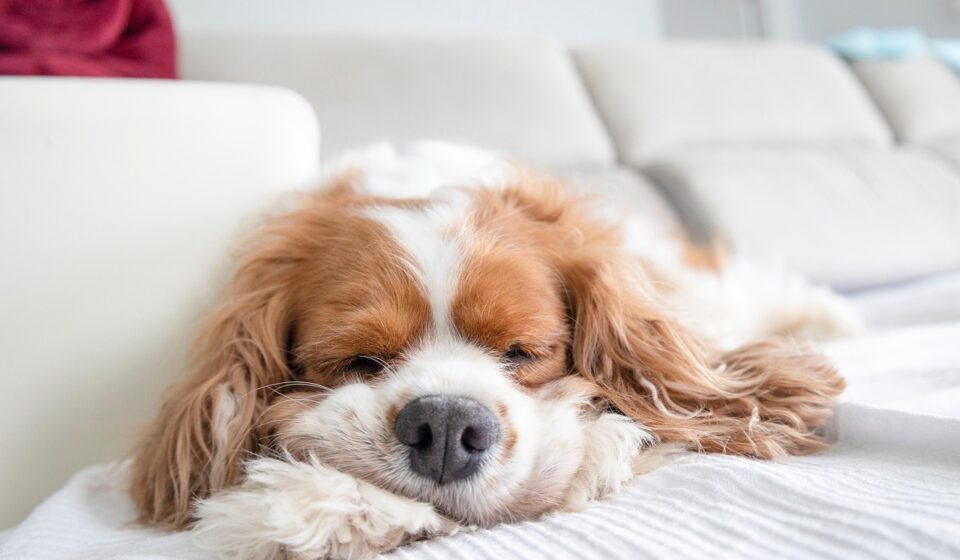 Cavalier King Charles Spaniel puppy