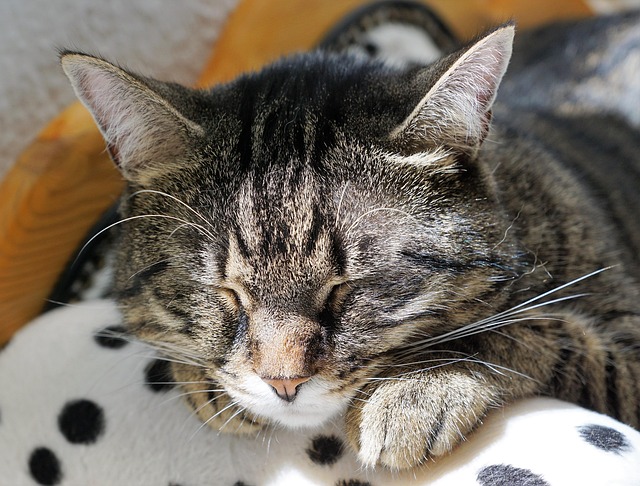 Close-up of a balanced pet food bowl with kibble, some wet food, and supplements (pet care advice)