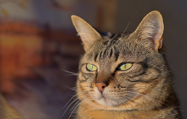 Close-up of a cat's ear canal showing normal wax buildup (how to clean cat ears)