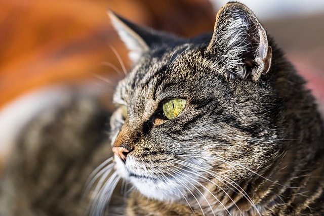 Close-up of a cat's eyes showing very dilated, large black pupils against a green iris. (cat eyes meaning)
