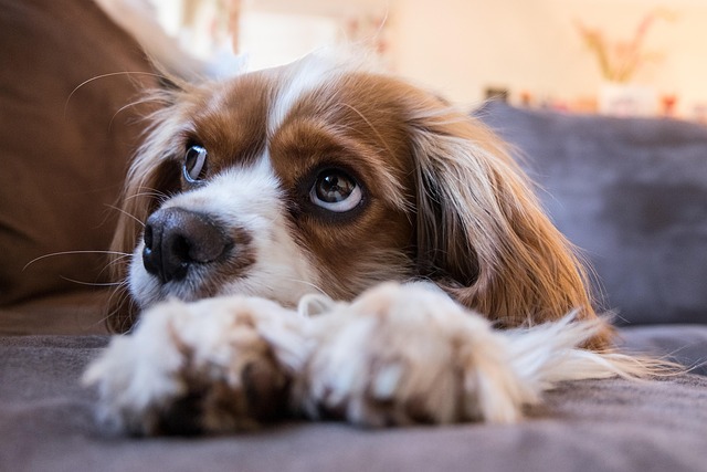 Close-up of a Cavalier King Charles Spaniel's face showing its large, expressive eyes.