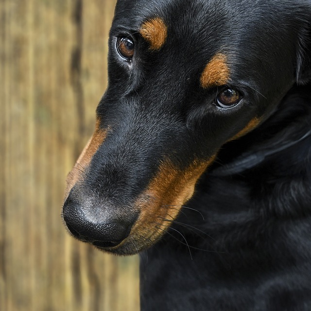 Close-up of a dog looking eagerly at a bowl of plain cooked ground turkey (is ground turkey good for dogs)