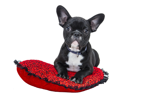 Close-up of a dog pillow cover with a zipper, showing ease of removal for washing.