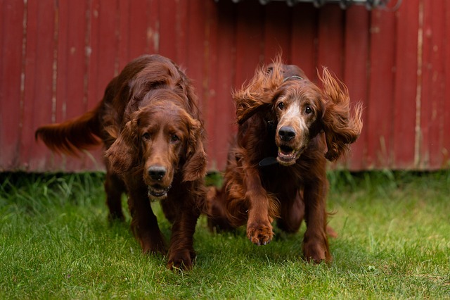 Close-up of an Irish Setter's face, highlighting its intelligent eyes